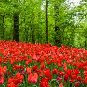 Gita in giornata al Castello di Pralormo per Messer Tulipano - Ovet