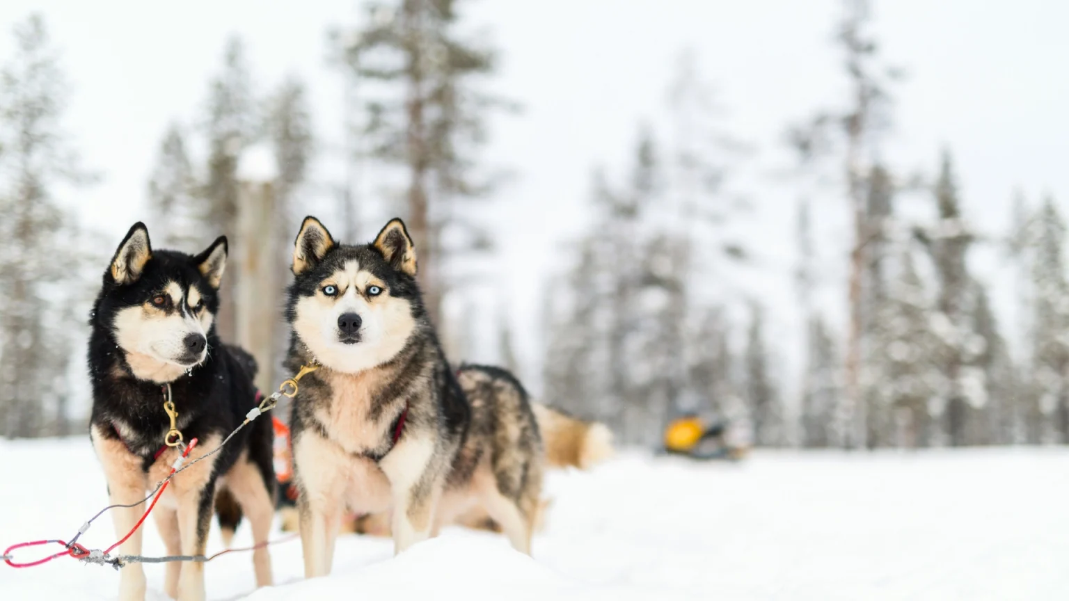 Tour in Lapponia: escursione con slitte trainate da husky