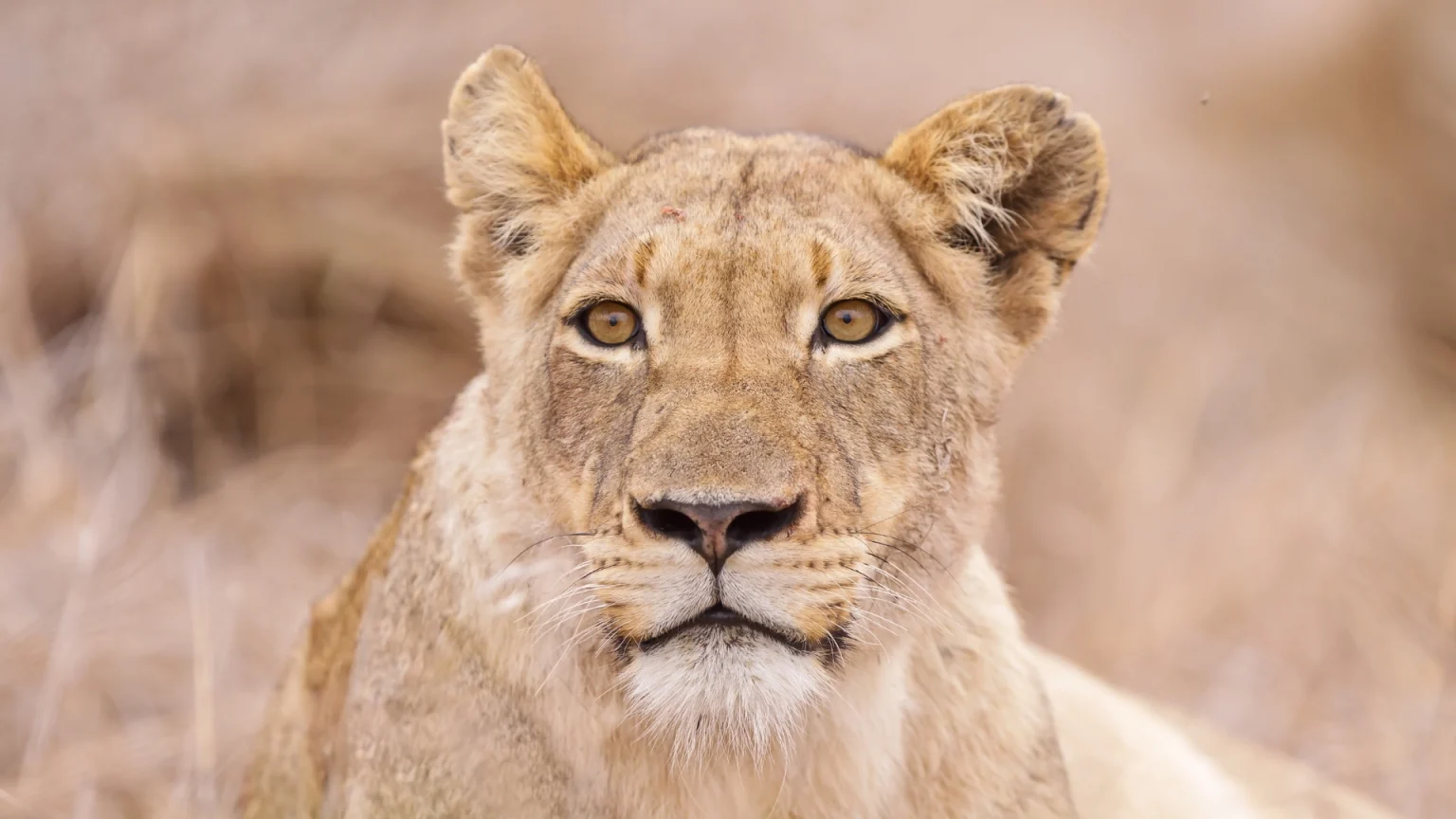 Safari in Sudafrica