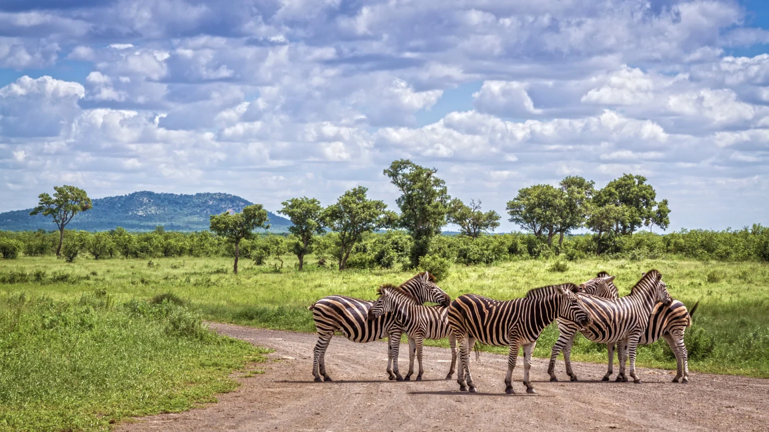 Cosa fare in Sudafrica: safari