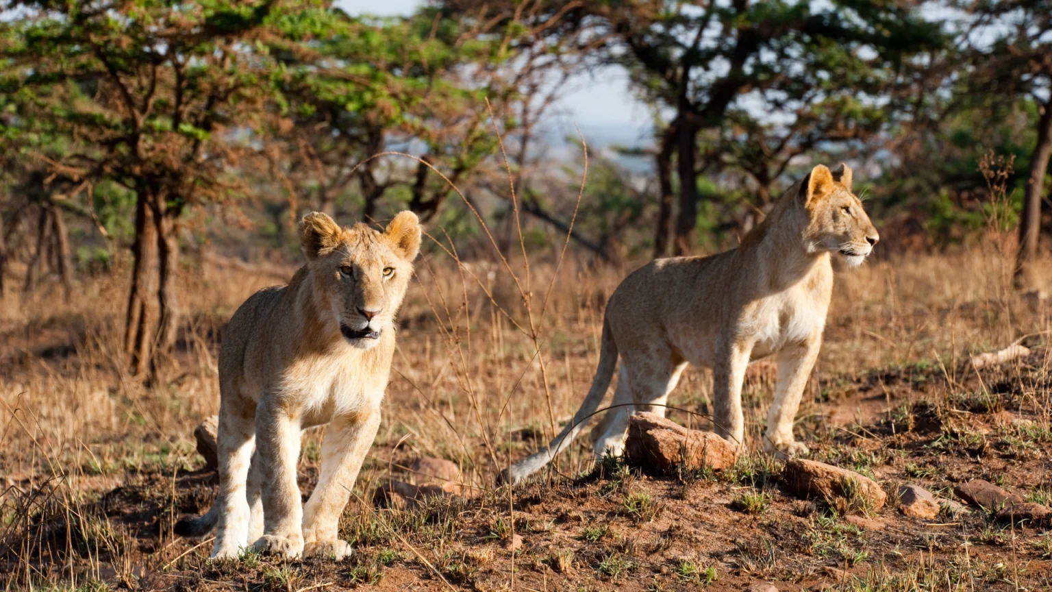 tanzania safari leoni cuccioli wildlife