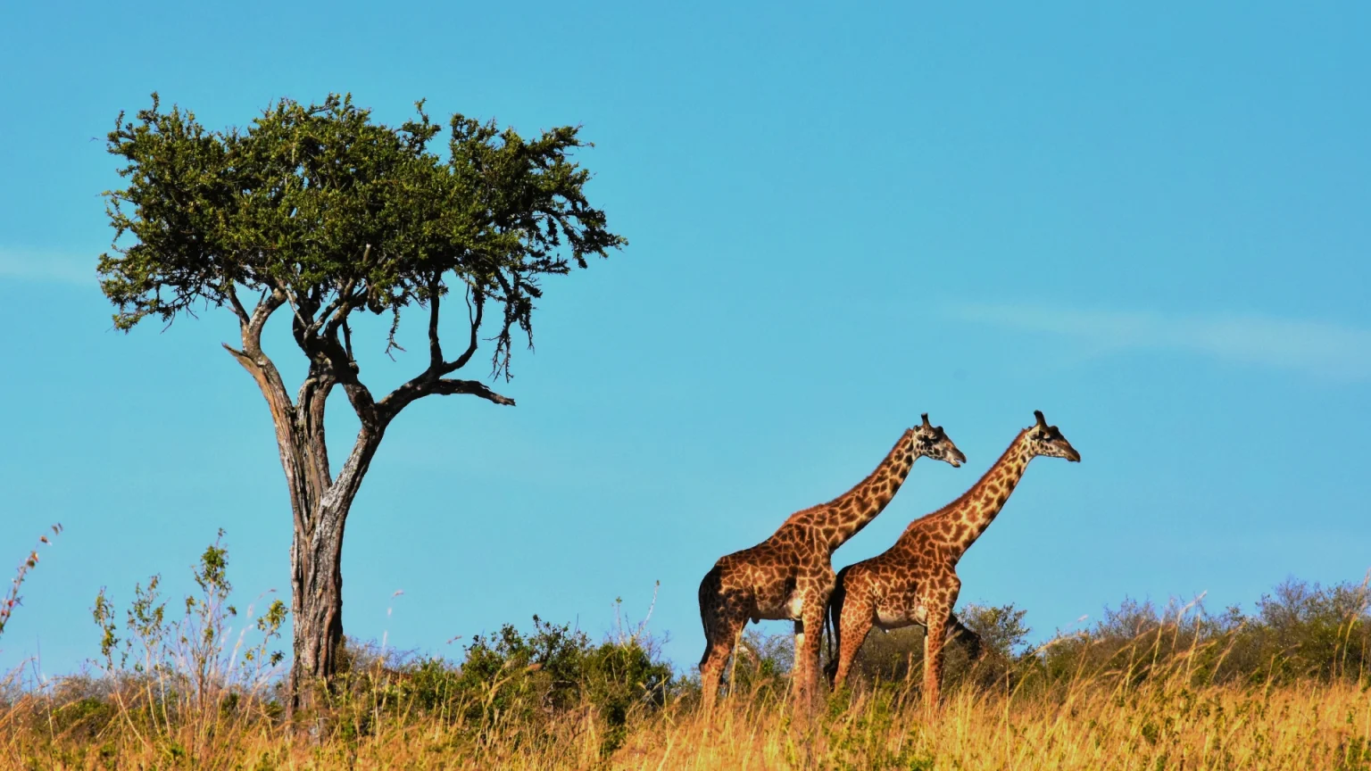 tanzania safari panorama serengeti giraffe