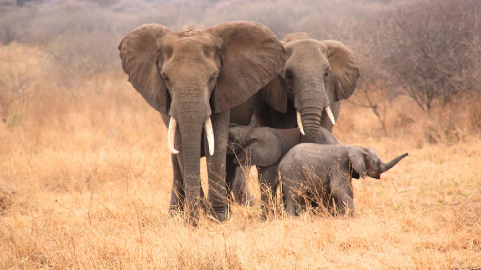 tanzania safari wildlife elefanti