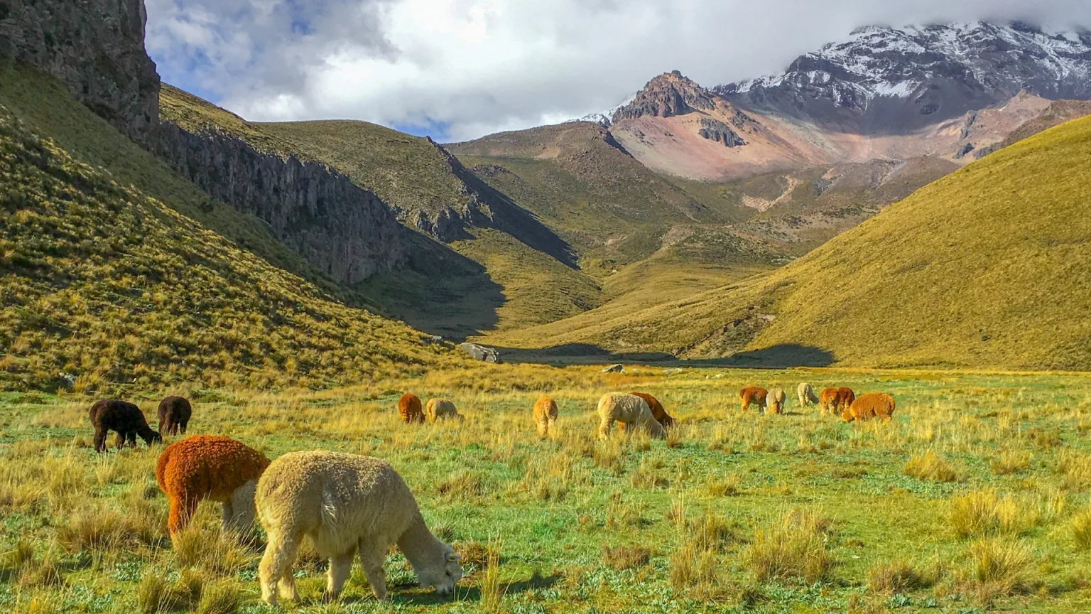 ecuador alpaca