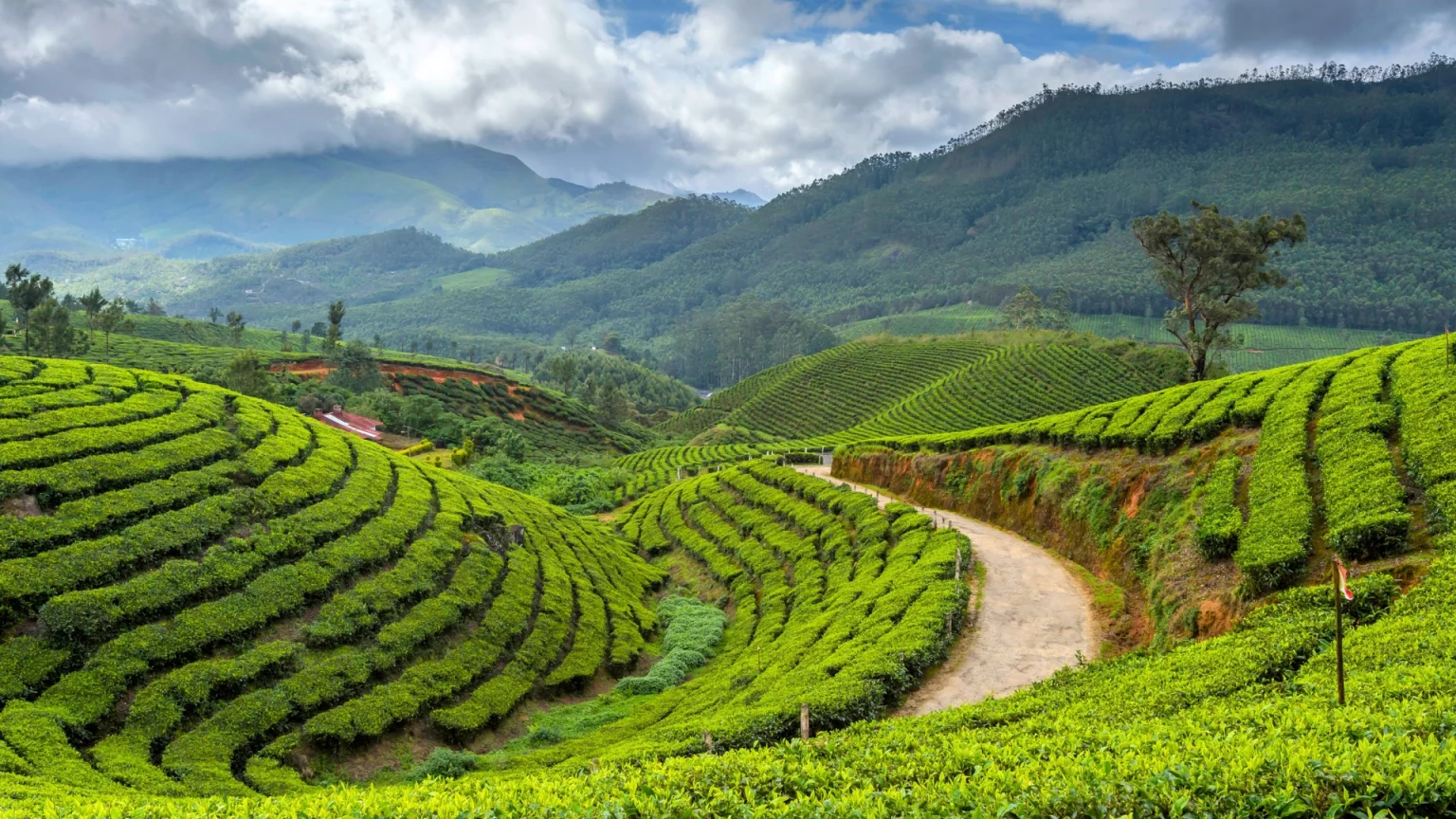 india kerala munnar the copia