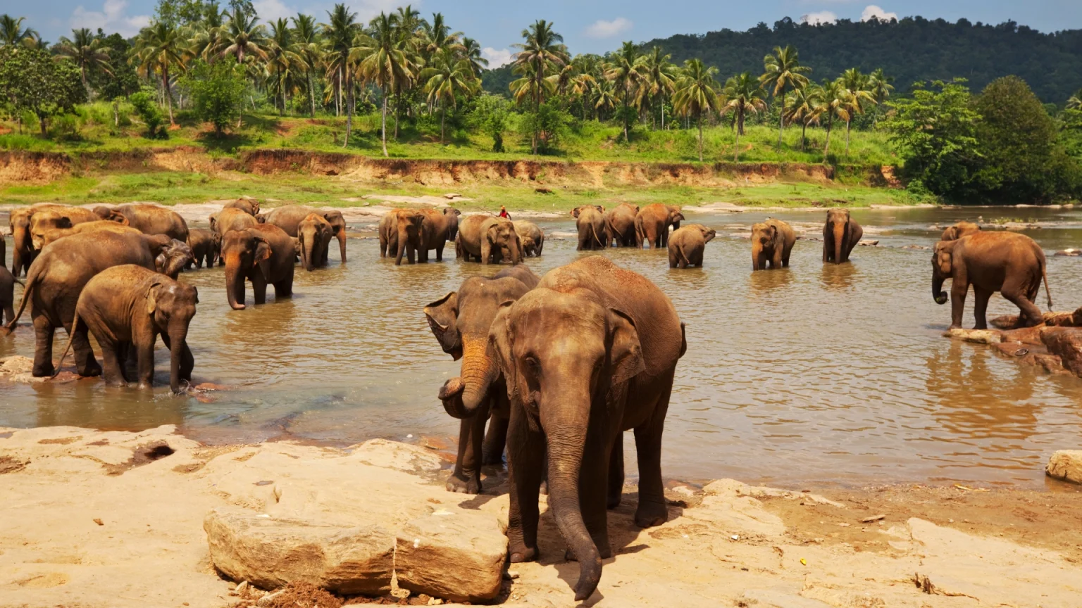 Esperienze in viaggio in Sri Lanka: elefanti - Ovet