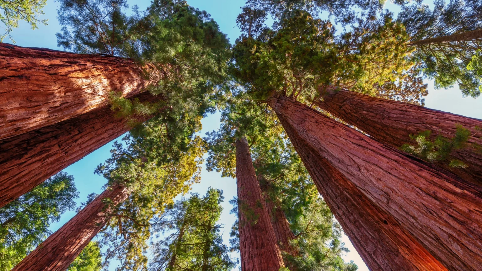 California-SequoiaNationalPark